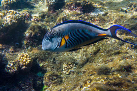 Lined surgeonfish swimming over the corals. Red sea. Egypt.の写真素材