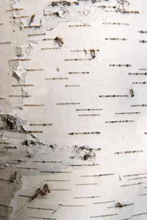 White bark of a birch, with ants. Close-up.