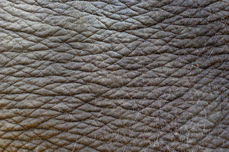 Elephant skin texture abstract background. Indian elephant skinの写真素材