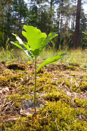 Young green oak tree in the spring forestの写真素材