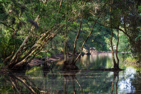Swamp in tropical rainforest. Trees reflection. Old lake.の写真素材