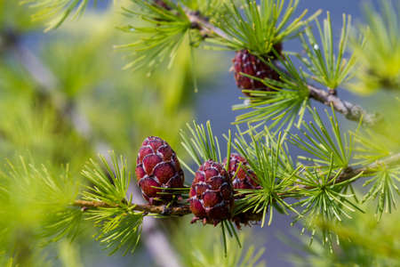 Larch and cone. Beautiful natural background, macroの写真素材