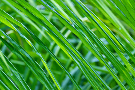 Wet green palm leaf of coconut tree. Close-up