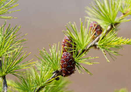 Larch and cone. Beautiful natural background, macro
