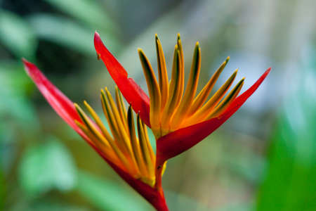 Beautiful tropical flower, named bird of paradiseの写真素材