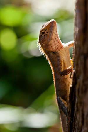 Brown tropical lizard, looks like a dragon, sits on tree. Blured green backgroundの写真素材