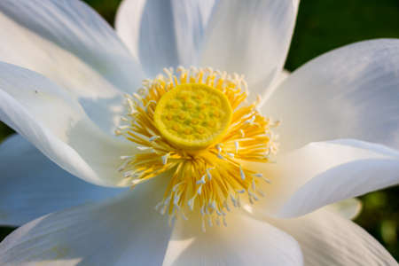 Beautiful white young lotus flower. Close-up viewの写真素材