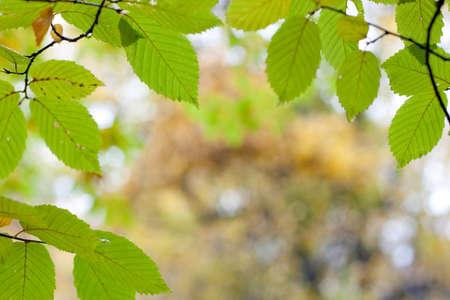 Blurry autumn background in frame of green leafsの写真素材