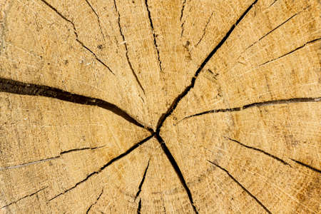 Rough wooden cut texture with cracks, close-up