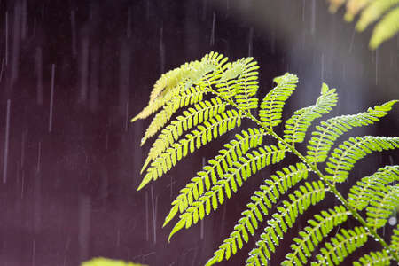 Lush green branch, wet. Tropical rain. Thailand rain seasonの写真素材