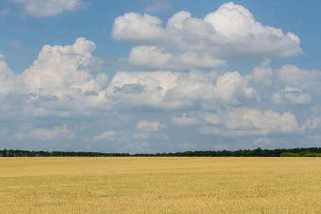 Yellow field after harvest and cloudy blue skyの写真素材