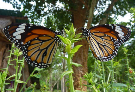 Two butterfly (Nymphalidae, Lepidoptera, Danainae) on a flower, in tropical villageの写真素材
