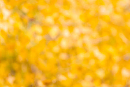 Autumn blurred abstract background. Blurry bright yellow maple leaves.の写真素材