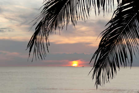 Beautiful tropical sunset with palm leaves silhouette on foreground