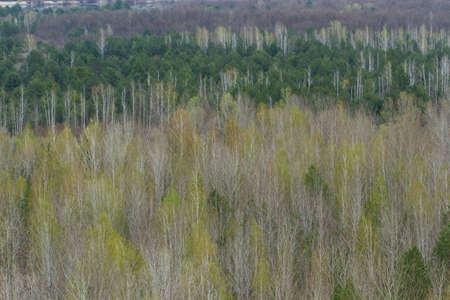 Spring forest trees texture. Nature background. Pripyat, Ukraine
