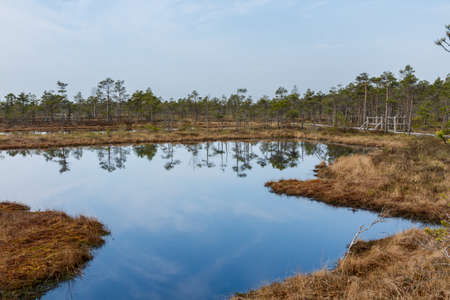 Lake and sky reflection in Kemeri swamps National park