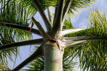View of a palm tree from below against a blue sky. Upward viewの写真素材