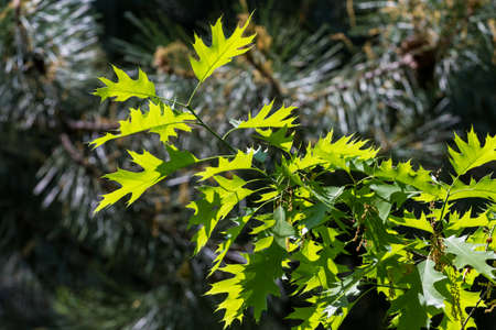Lush green oak leaves backlit by the sun, on dark forest background