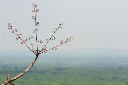 Branch with small red blossoms, on green tropical background. Top view