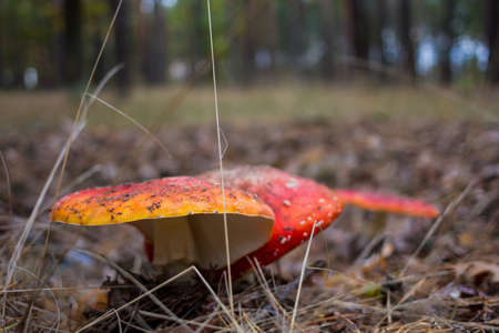 Poisonous amanita mushrooms, with a red hat, in the forest