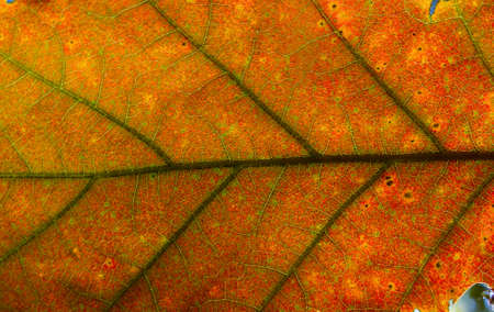 Close-up picture of red autumn leaf. Macro pattern