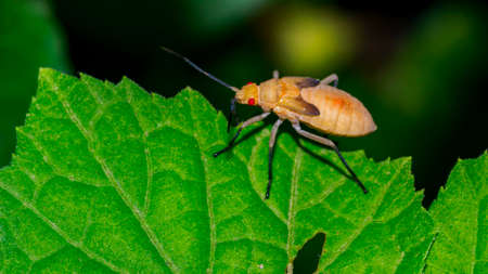 Macrolophus Calciginosus Plant Feeding Bug