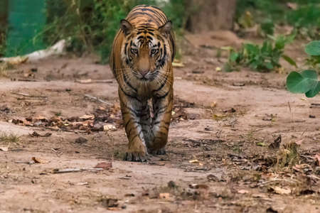 Great Bengal Tiger male in their nature habitat. Close Up of Tiger walk. Wildlife scene with Danger Animal. Hot summer in India. Dry area with beautiful Indian Tiger, Panthera Tigrisの写真素材