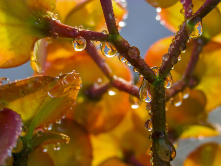 RAINDROPS ON CACTUS FLOWER and LEAF in the early Morning sun