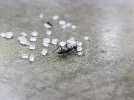 Ant collecting sugarの写真素材