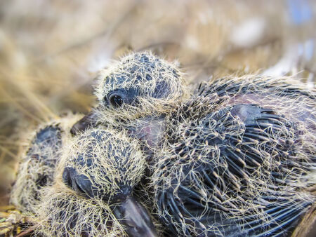 Two Little Baby Birds of Dove "Streptopelia chinensis"の写真素材