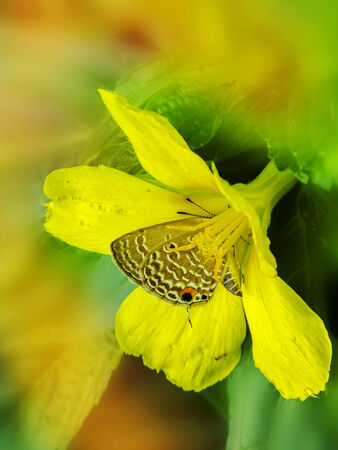 Butterfly sitting on a yellow flower sucking honey hiding in pollen stacks.の写真素材