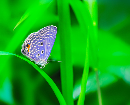 Buttterfly sitting on a grass leaf in the midday sun having Sunbath.の写真素材