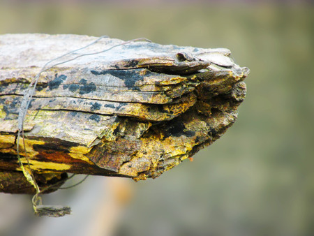 Rusty wood decaying with the help of fungus,environment...signs of death visibleの写真素材