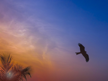 Sun set time to go home back..ALL THE BIRDS(except nocturnal- night watching birds) prefers to go home safe at sunset time,its true for predators as well as praysの写真素材