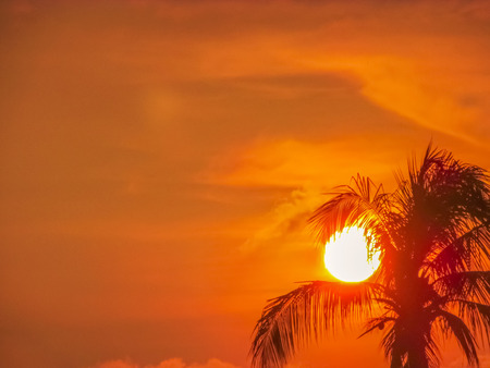 sun set with coconut tree silhouette orange in colorの写真素材