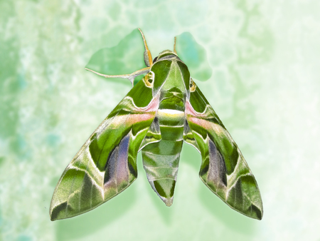 Moth mimicing like a big animal-mamoth  sitting on a green wall.の写真素材