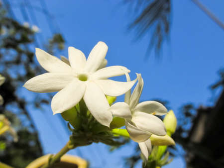 JASMIN FLOWERの写真素材