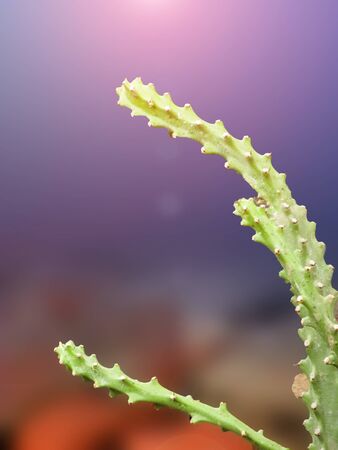 Cactus tree in the Autumn afternoon sky sun towards setting.の写真素材
