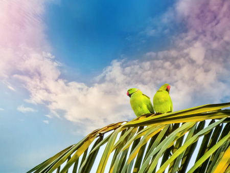 Mood or emotion of the Parrots not to love in the blue sky background