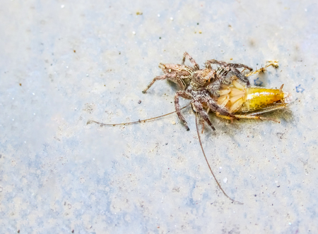 Jmping spider hunting and eating a cockroach.
