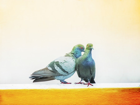 Love Pair- couple of Pigeonの写真素材