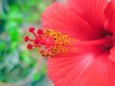 Pollens and stigma of Hibiscus  flower.Macro.の写真素材