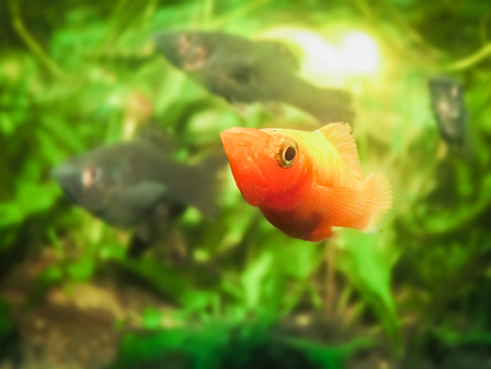 Red molly fish looking to the viewer with two black molly fish in green planted aquariumの写真素材