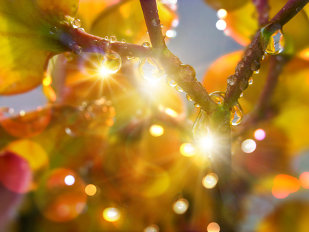 RAINDROPS ON CACTUS FLOWER and LEAF in the early Morning sunの写真素材