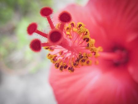 Pollens and stigma of Hibiscus  flower in macro.の写真素材