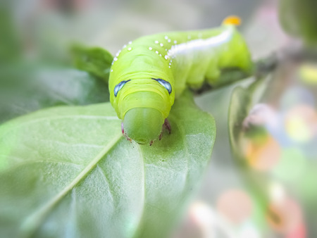 Green cobra Caterpillar in Macro.