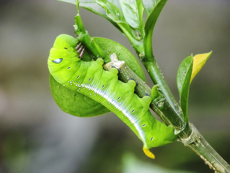 Green cobra Caterpillar in Macro.