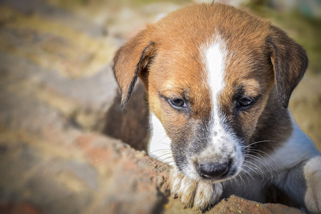 Portrait of Puppy in Emotional mode. Expectation,feeling,Mode,Emotion,Idea,conception.Its an Indian Pariah Dog puppy.expecting something from the viewer.Asansol.West Bengal.India.Asia.の写真素材