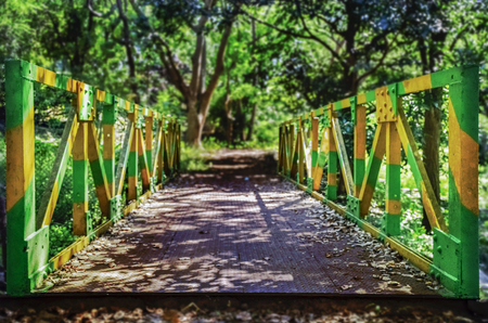Bridge green and yellow between the viewer and the nature.の写真素材