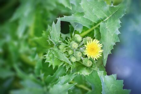 Flower of Dandelion a medicinal plant.の写真素材